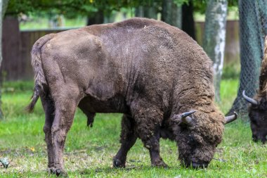 Bialowieski Milli Parkı 'nda, insan eli değmemiş, bizon