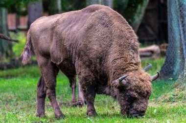 Bialowieski Ulusal Parkı 'nda, insan eli değmemiş.