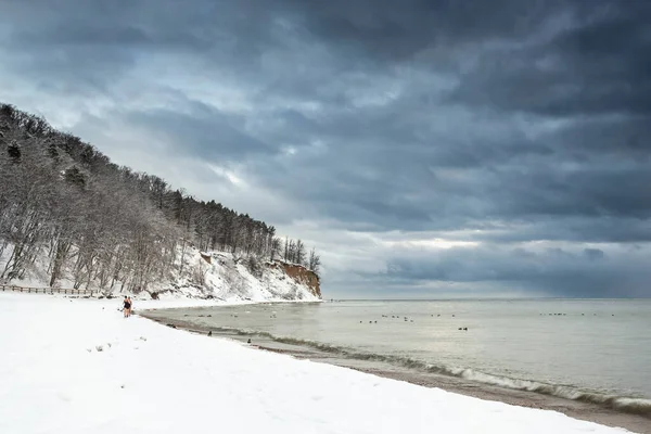 Krásná Zima Vidět Krajinu Polárními Medvědy Planges Panoram — Stock fotografie