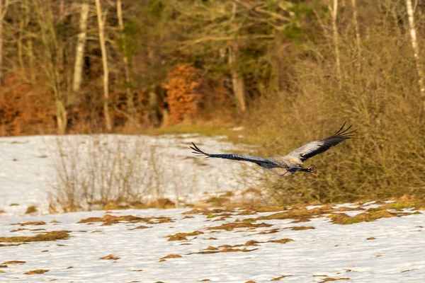 Wild Crane Velden Pommeren Polen — Stockfoto