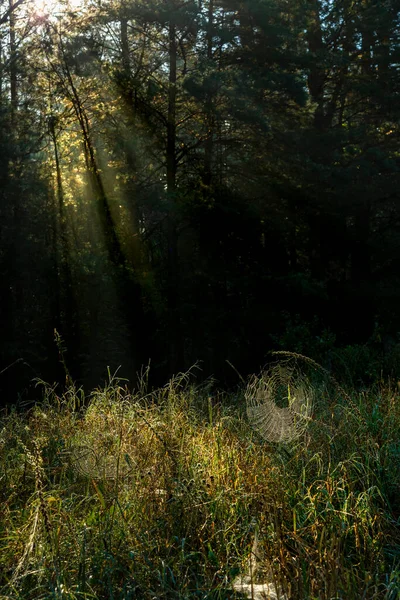 Ağaçların ve çayırların üzerine güneş ışığı saçıyor.