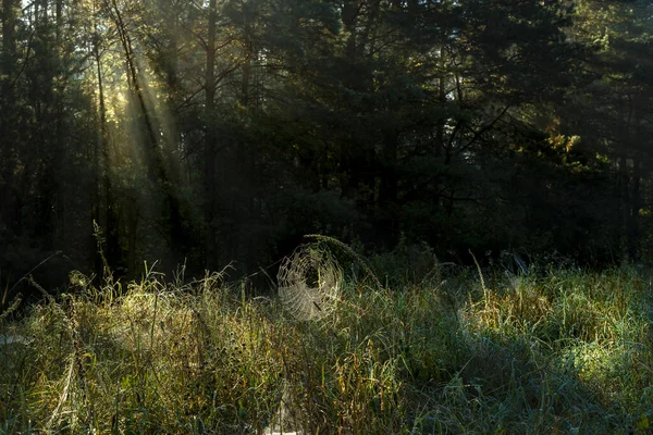 Ağaçların ve çayırların üzerine güneş ışınları, örümcek ağı