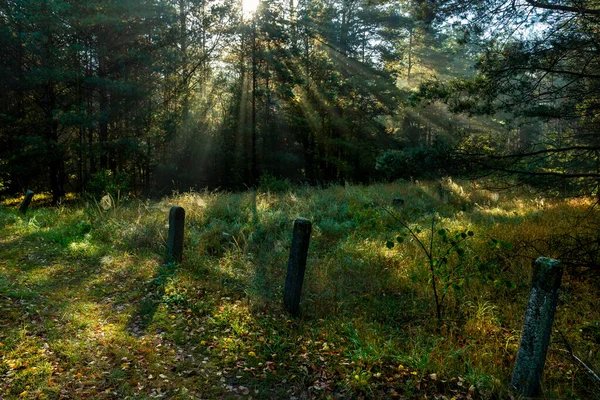 Napsugarak Fák Rét Felett — Stock Fotó