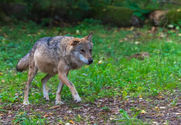 Dentro Del Parque Nacional Bialowieski Sin Tocar Mano Humana Lobo — Foto de Stock