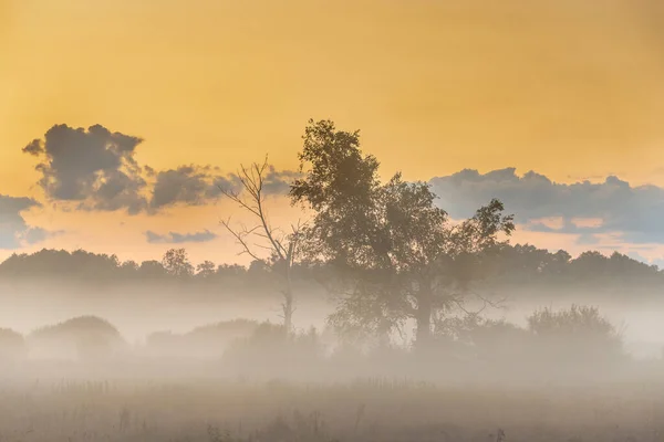 Foggy Panorama Meadows Sunrise Buffer Zone Bialowieski National Park — Stock Photo, Image