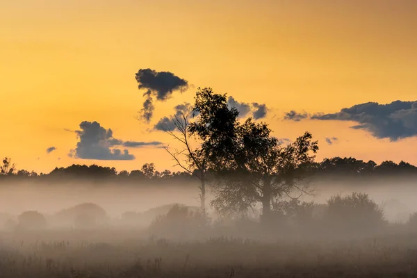 Туманная Панорама Лугов Восходе Солнца Буферная Зона Национального Парка Беловежский — стоковое фото