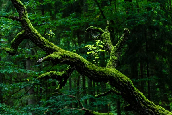 Bialowieski National Park Untouched Human Hand New — Stock Photo, Image