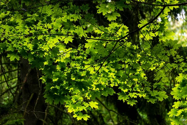 Belül Bialowieski Nemzeti Park Érintetlen Emberi Kéz Levél — Stock Fotó