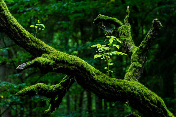 Inside Bialowieski National Park, untouched by human hand, new l