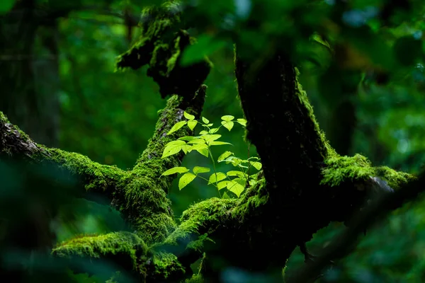 Bialowieski Ulusal Parkı 'nda, insan eli değmemiş, yeni...