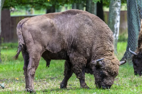 Nside Bialowieski National Park Untouked Human Hand Bison — стокове фото