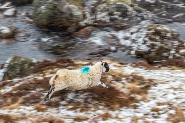 Skót Juhok Havas Legelő Hegyekben Pásztázás Felföld Skócia — Stock Fotó