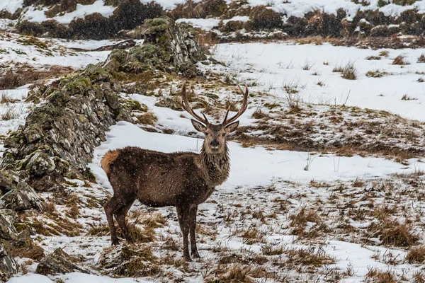 Schots Rood Hert Besneeuwde Omgeving Highlands Schotland — Stockfoto