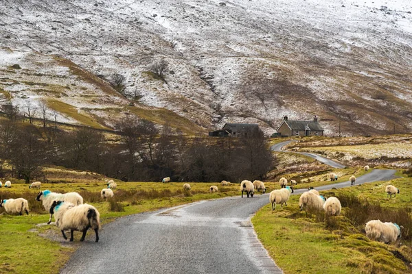Skoçya Giden Skoç Koyunları — Stok fotoğraf
