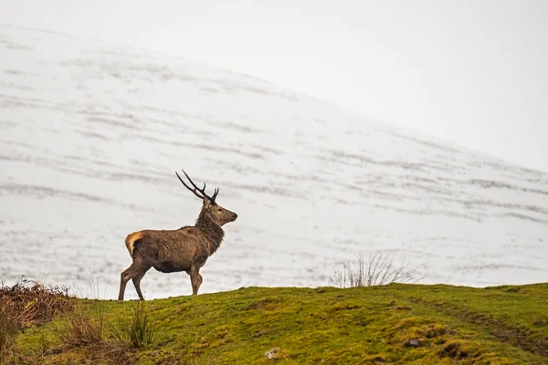Schots Rood Hert Besneeuwde Omgeving Highlands Schotland — Stockfoto