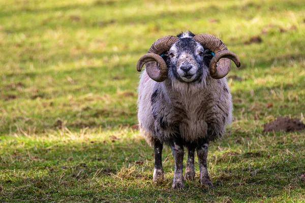 Scottish Ram Pasture Highlands Scotland — Stock Photo, Image