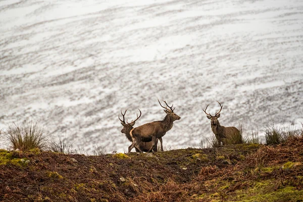 Снежный баран: скачать картинки, стоковые фото Снежный ...