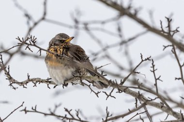 Ağaçta oturan güzel kırmızı kanatlı kuş, Pomerania Polonya