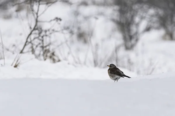 눈덮인 아름다운 포메라니아 — 스톡 사진