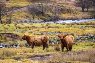 İskoçya, İskoçya 'da otlaktaki İskoç tüylü inek