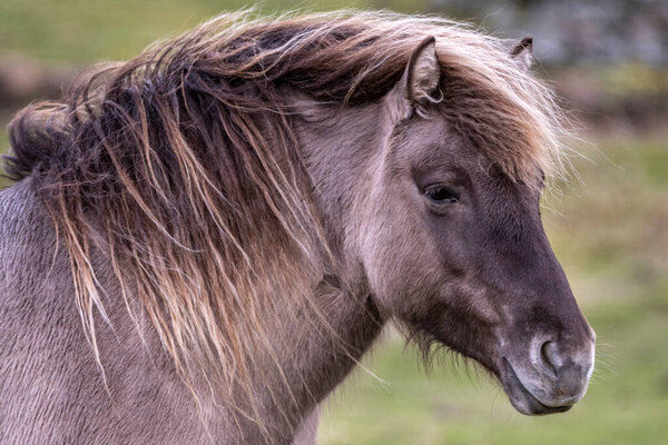 Scottish horse in a pasture, Highlands, Scotland