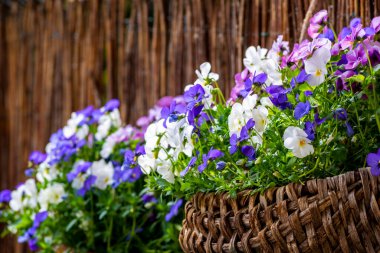 Güzel bir buket bahar çiçeği.