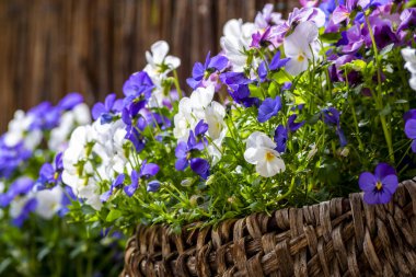 Güzel bir buket bahar çiçeği.