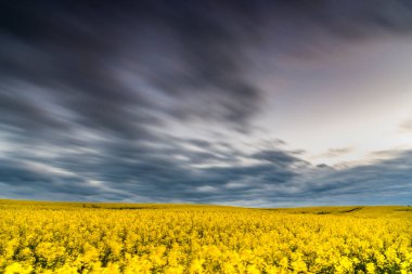 Güzel kolza tohumu tarlası günbatımı, bulutlar, panorama, Polonya