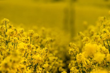 Güzel kolza tohumu tarlası günbatımı, bulutlar, panorama, Polonya