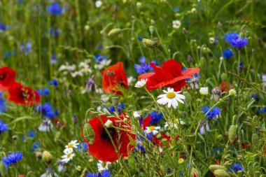 Güzel bir buket bahar çiçeği.