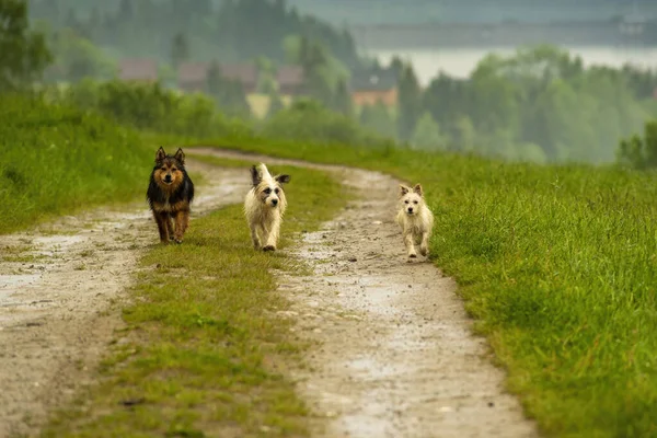 Podhale 'de çoban köpekleri ile güzel manzara manzarası, Polonya