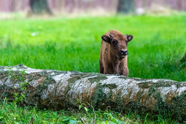 All Interno Del Parco Nazionale Bialowieski Intatto Dalla Mano Umana — Foto Stock