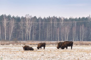 Sahada vahşi Avrupalı bizonlar, karla kaplı, manzara manzarası