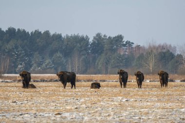Sahada vahşi Avrupalı bizonlar, karla kaplı, manzara manzarası