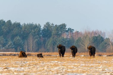 Sahada vahşi Avrupalı bizonlar, karla kaplı, manzara manzarası