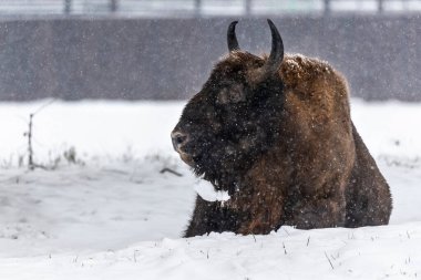 Bison Bialowieski Ulusal Parkı, Hayvanat Bahçesi, Avrupa Bizon Gösterisi Rezervi
