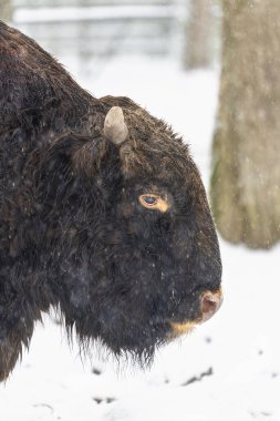 Zubron (bizon ve sığırların melezi) bir Avrupa Bizon Şov Rezervi, Hayvanat Bahçesi 'nde