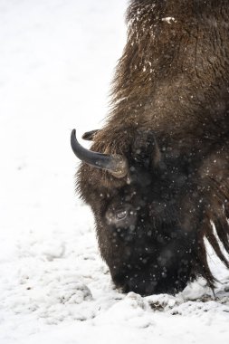 Bison Bialowieski Ulusal Parkı, Hayvanat Bahçesi, Avrupa Bizon Gösterisi Rezervi