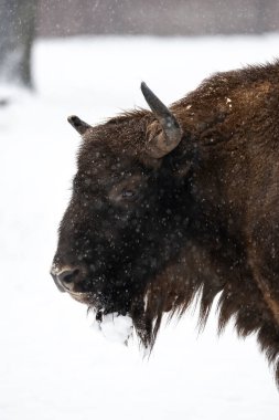 Bison Bialowieski Ulusal Parkı, Hayvanat Bahçesi, Avrupa Bizon Gösterisi Rezervi