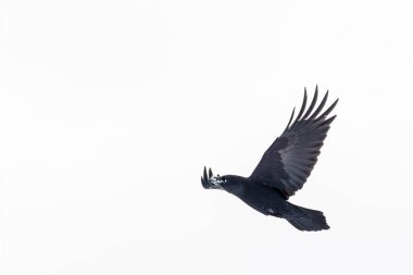 Sahada vahşi Avrupalı bizonlar, karla kaplı, manzara manzarası