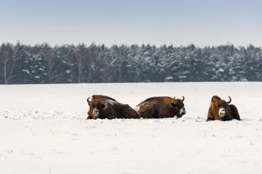 Sahada vahşi Avrupalı bizonlar, karla kaplı, manzara manzarası