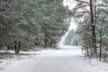 Kış ormanı, karla kaplı ağaçlar, Podlasie Polonya