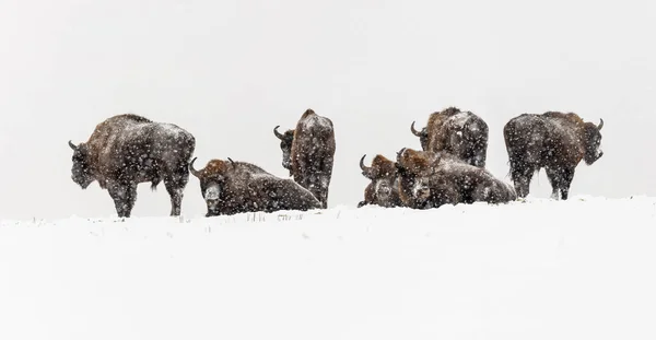 Bisons Sauvages Européens Sur Terrain Enneigés Panor Paysage — Photo