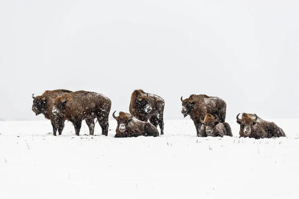 Bisons Sauvages Européens Sur Terrain Enneigés Panor Paysage — Photo