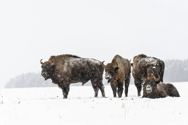 Bisões Europeus Selvagens Campo Cobertos Neve Paisagem Panor — Fotografia de Stock