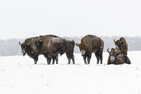 Sahada Vahşi Avrupalı Bizonlar Karla Kaplı Manzara Manzarası — Stok fotoğraf