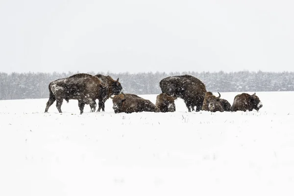 Bisões Europeus Selvagens Campo Cobertos Neve Paisagem Panor — Fotografia de Stock