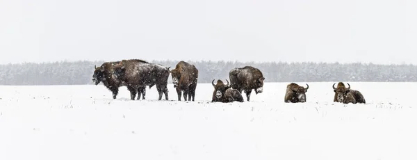 Bisons Sauvages Européens Sur Terrain Enneigés Panor Paysage — Photo