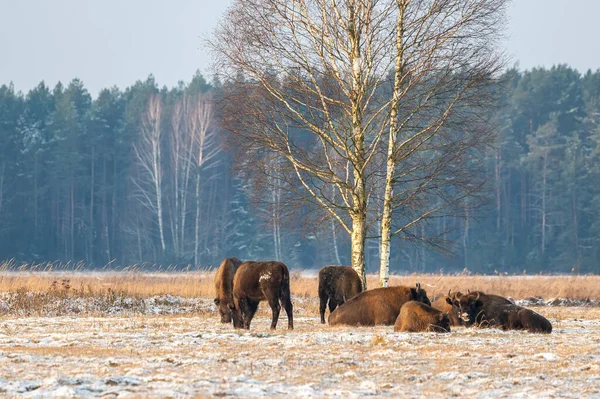 Bisons Sauvages Européens Sur Terrain Enneigés Panorama Paysager — Photo