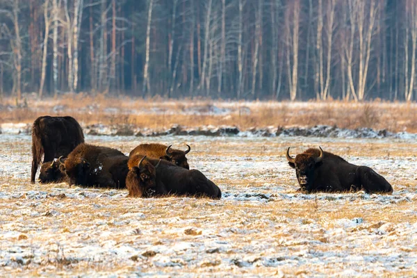 Bisons Sauvages Européens Sur Terrain Enneigés Panorama Paysager — Photo